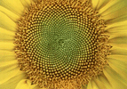 Girasole