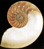 Nautilus